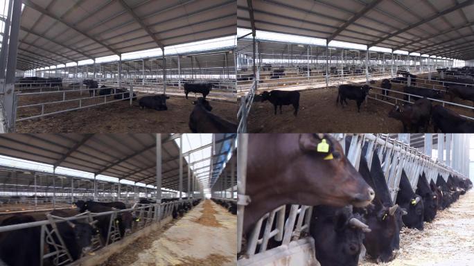 02牛养牛场牛场