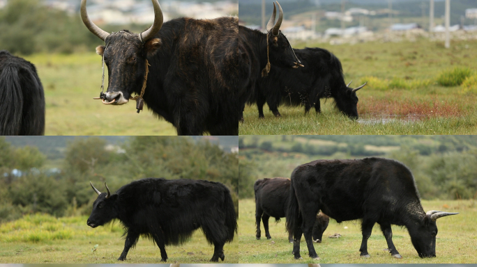 西藏牦牛实拍
