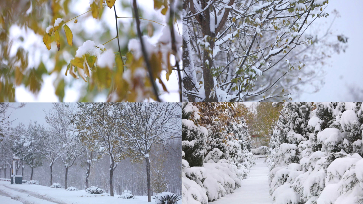 雪中树叶小路下雪雪花雪景特写