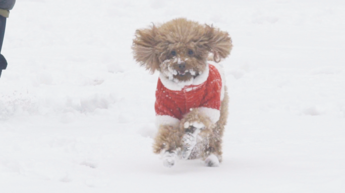 4K宠物狗-小狗雪地里奔跑