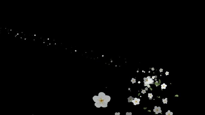白色花瓣白香花