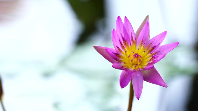 石雕荷花鱼池素材