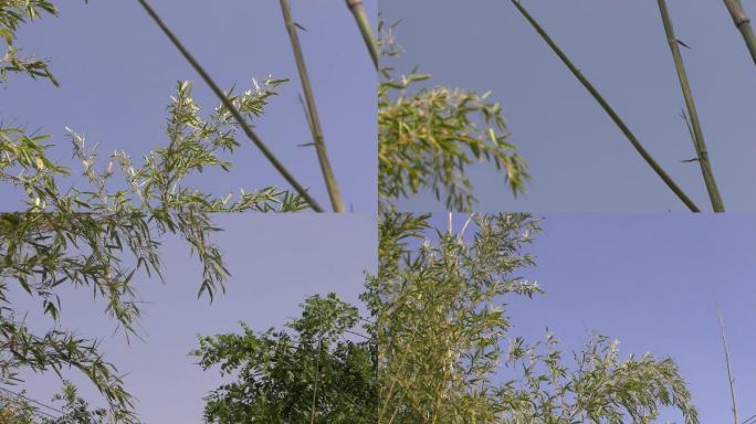 风中的竹子