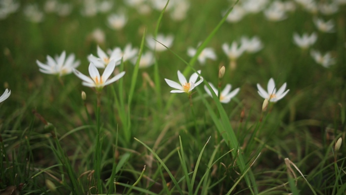 小花草地