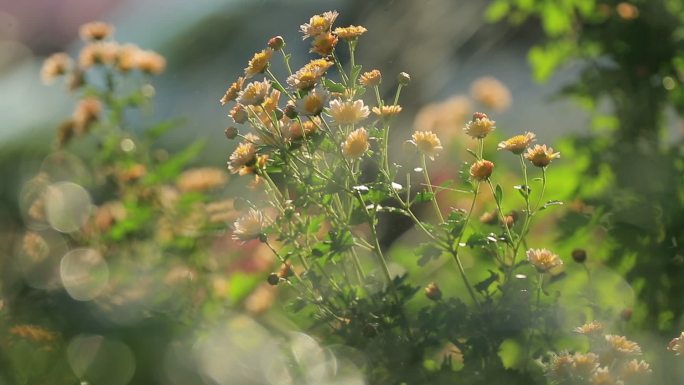 阳光下给唯美植株浇水慢动作