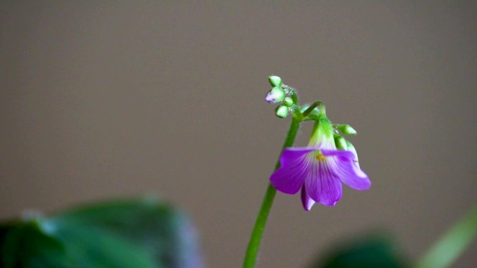 花卉春天开花延时素材