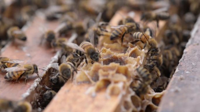 蜜蜂采蜜长白山养蜂人割蜜椴树蜜