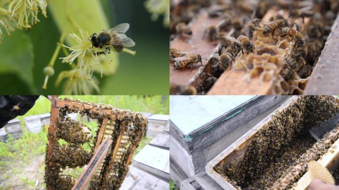 蜜蜂采蜜长白山养蜂人割蜜椴树蜜