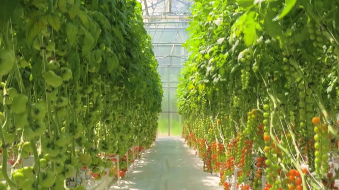 蔬菜园区西红柿产业基地