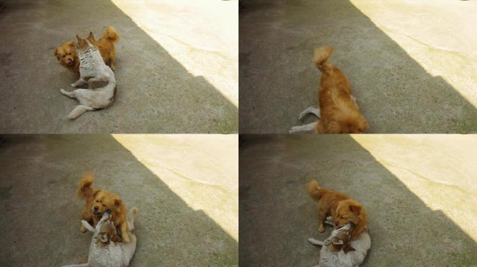 狗打闹嬉戏