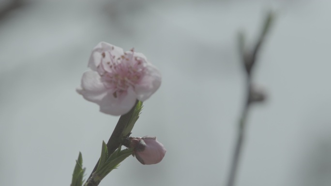 【自有版权可商用】桃花