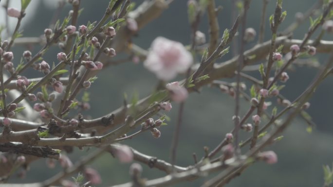 【自有版权可商用】桃花