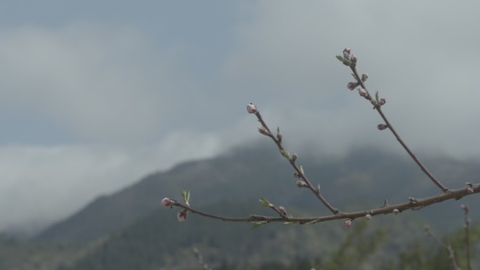 【自有版权可商用】桃花