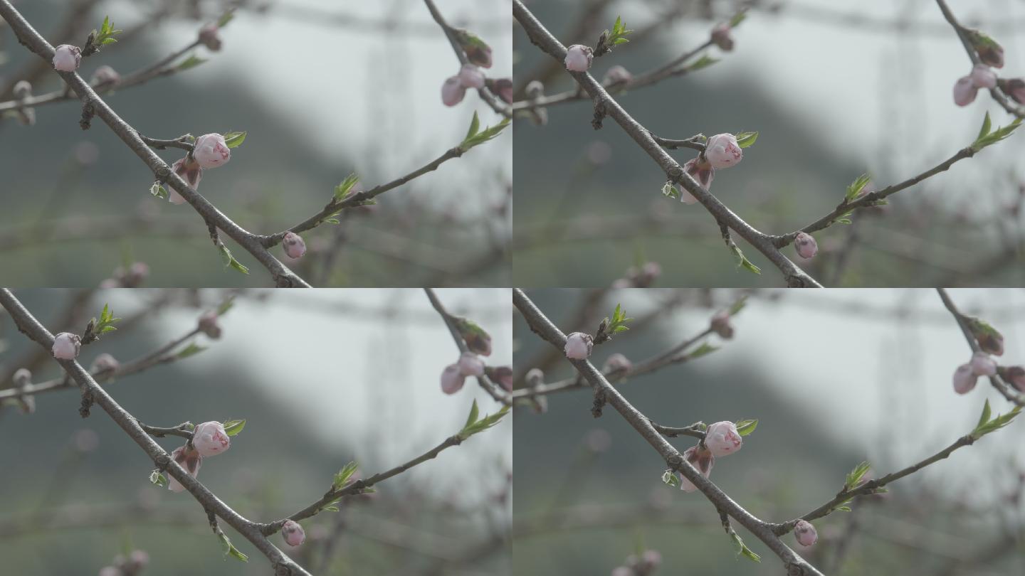 【自有版权可商用】桃花