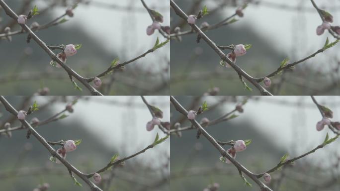 【自有版权可商用】桃花