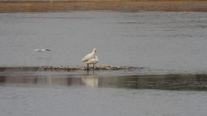 河滩湿地鸟儿素材组