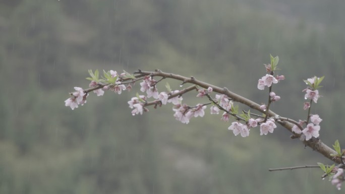 【自有版权可商用】雨中桃花