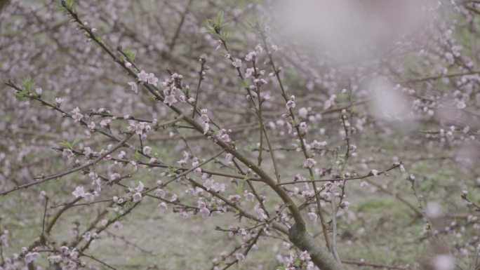 【自有版权可商用】桃花盛开