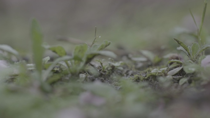 【自有版权可商用】慢镜桃花花瓣掉落地面