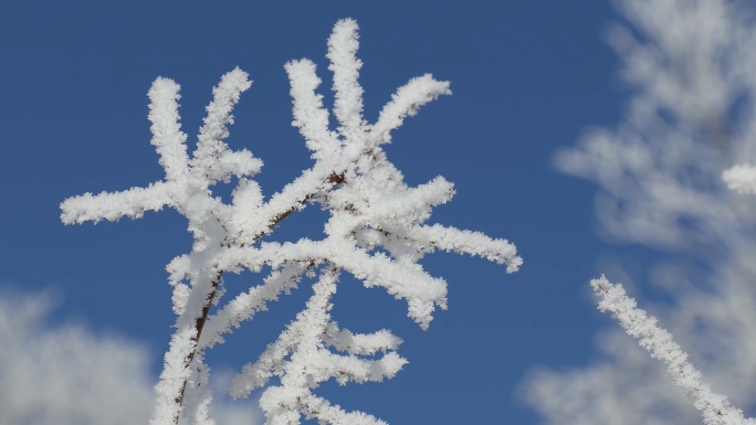 冰天雪地覆盖树枝雪花积雪挂雪