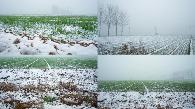 4K农村麦田雪景