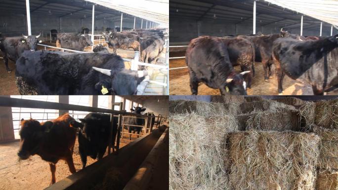 03黄牛牛畜牧业养殖业养牛场