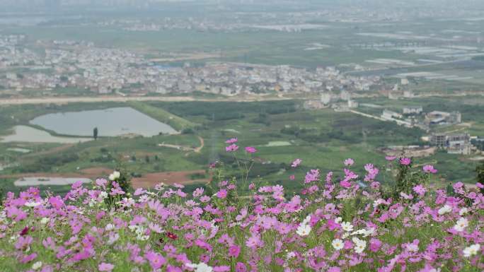 4K花草风景