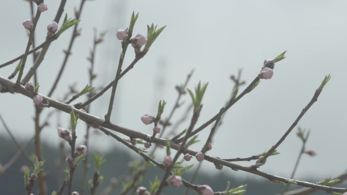 【自有版权可商用】桃花