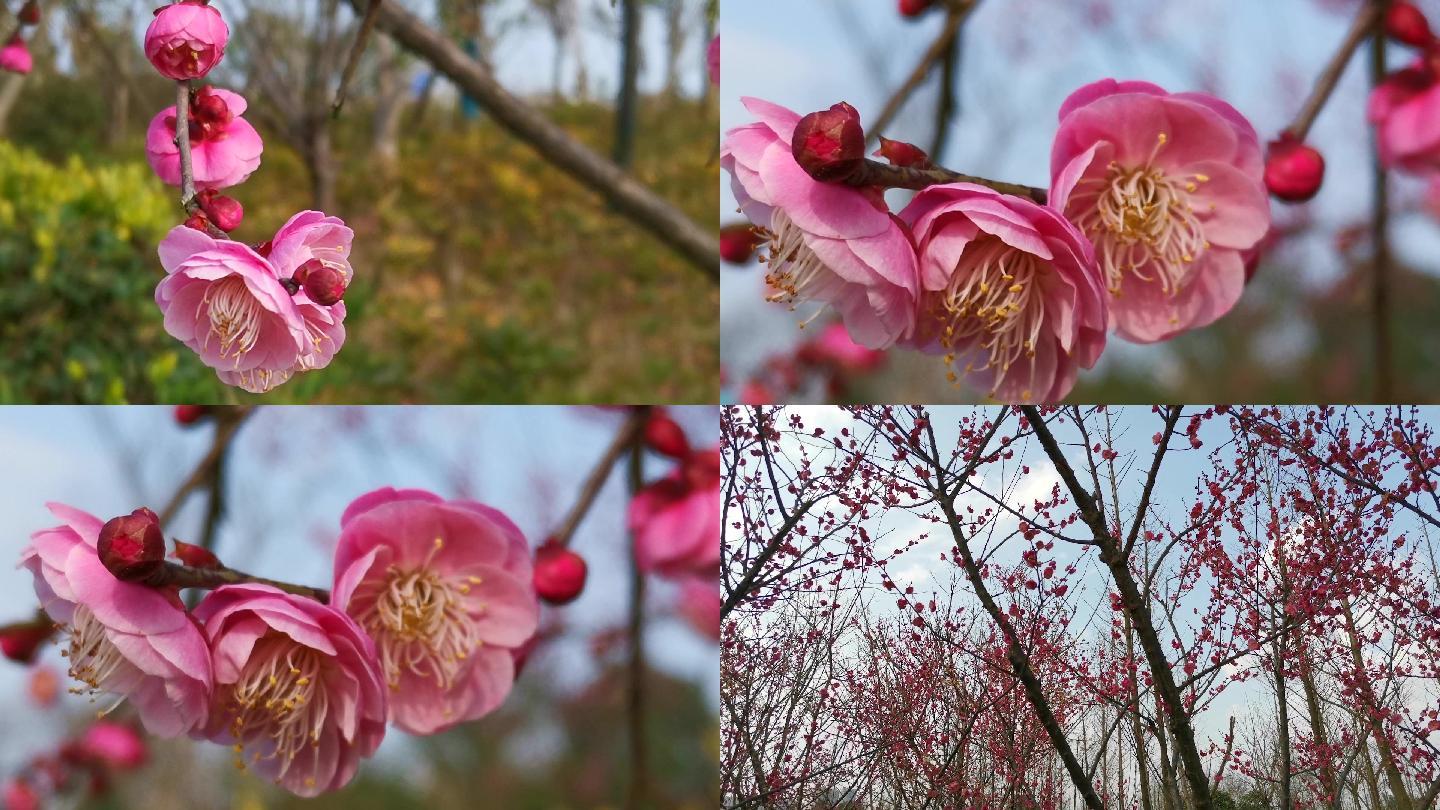 实拍春天桃树桃花盛开花蕾绽放
