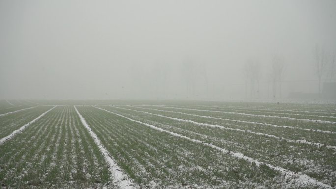 小麦雪地鸟群飞翔