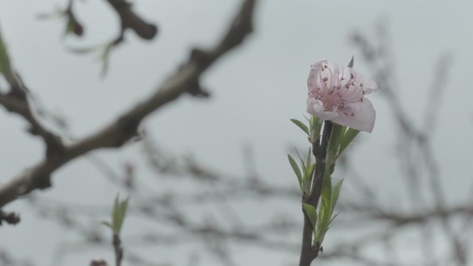 【自有版权可商用】桃花