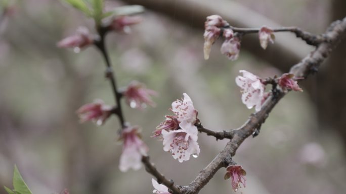 【自有版权可商用】桃花雨中