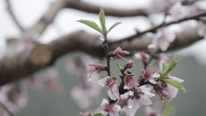 自有版权可商用】桃花雨中