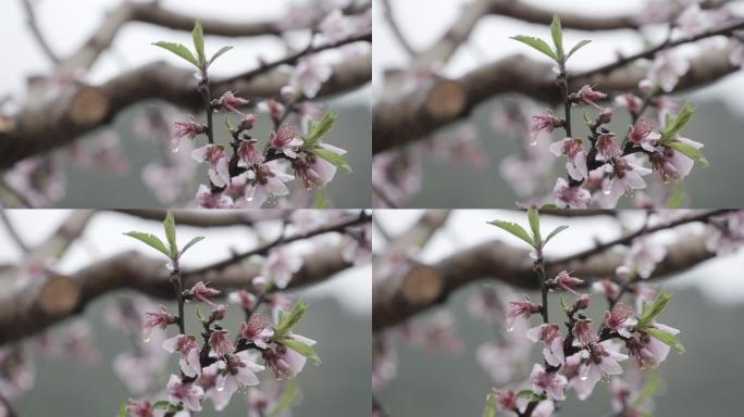 自有版权可商用】桃花雨中