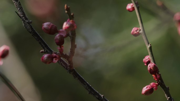 4K春天的花苞花蕾06