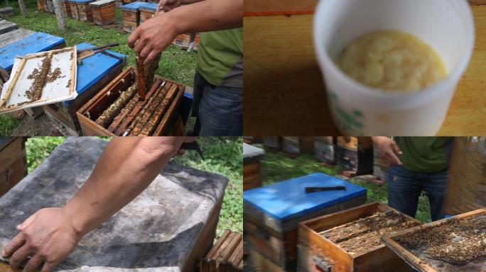 20200218养蜂人与蜜蜂