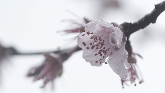 【自有版权可商用】桃花