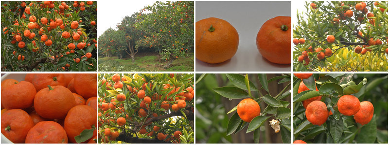 柑橘橘子种植橘子丰收采摘橘子