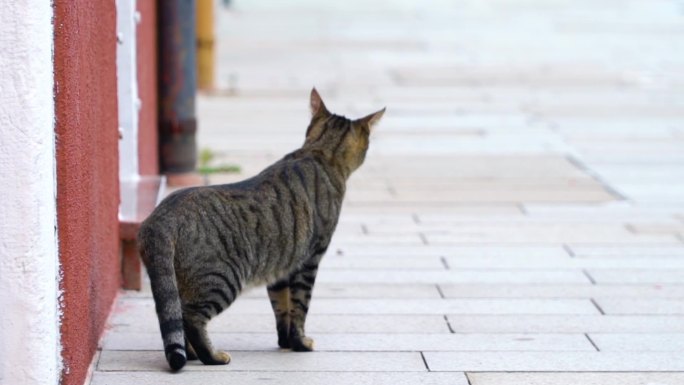 意大利威尼斯burano猫咪