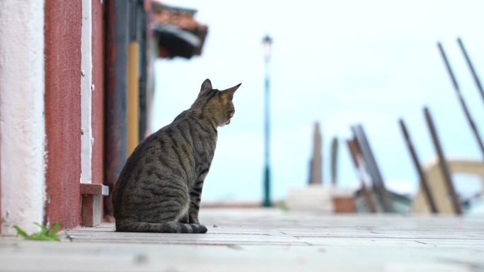 意大利威尼斯burano猫咪