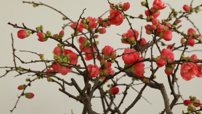 开满枝头的红海棠