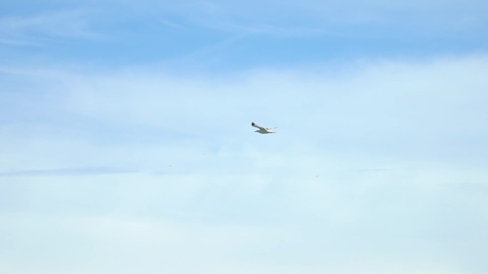 威尼斯海鸟海鸥飞行