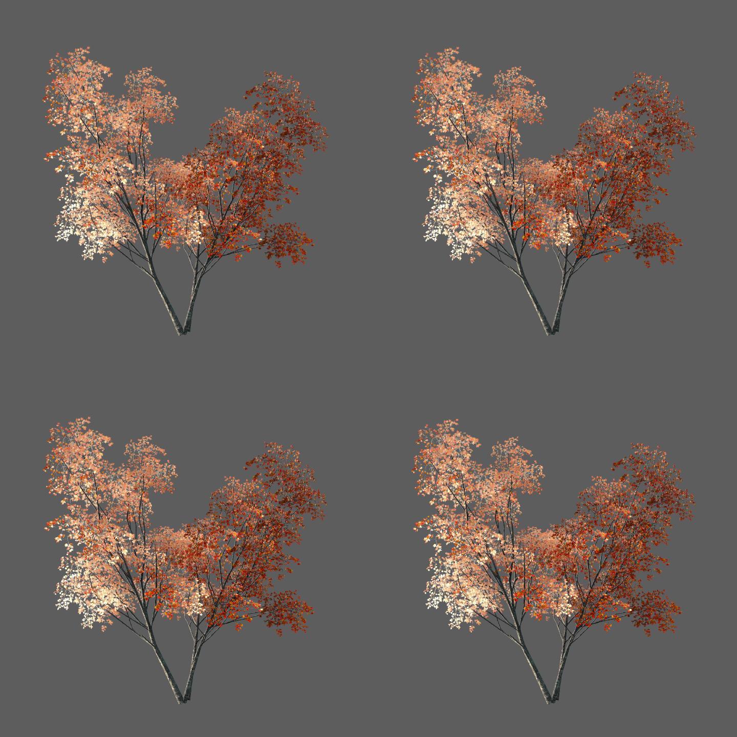 枫叶树——2K无损免扣动态素材