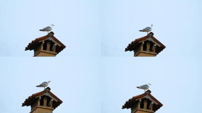 海鸟海鸥站立的海鸟威尼斯阁楼鸟