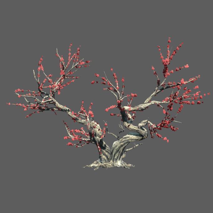 梅花树——2K无损免扣动态素材