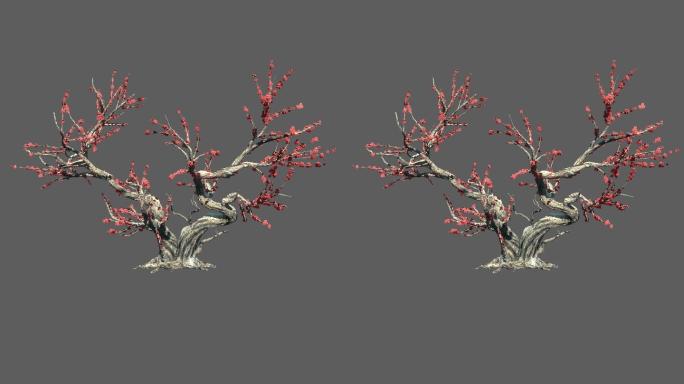 梅花树——2K无损免扣动态素材