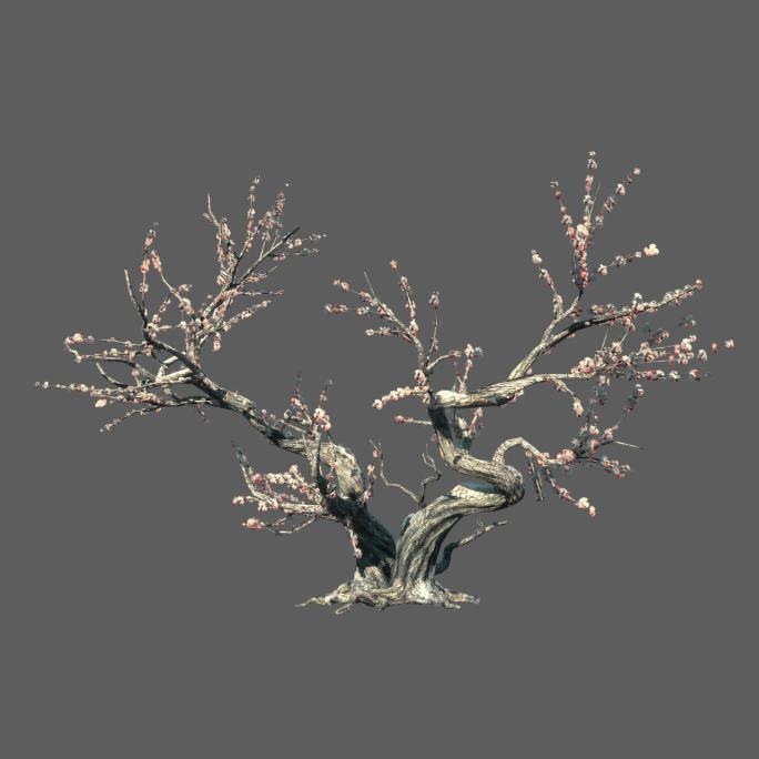 白梅树——2K无损免扣动态素材