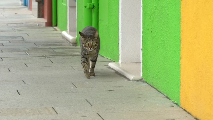 意大利威尼斯Burano猫咪彩色屋子