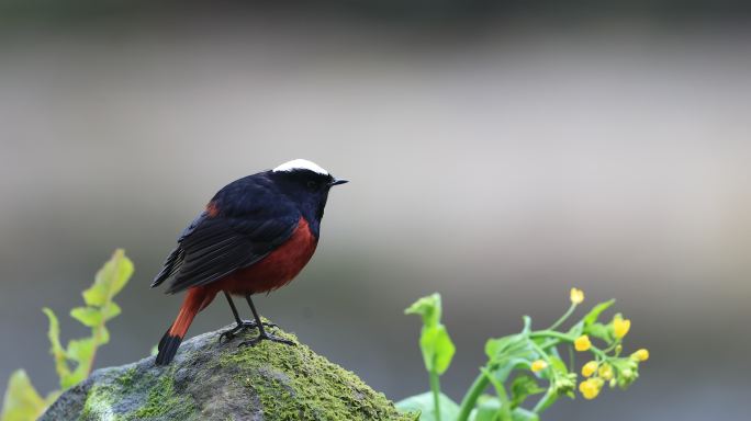 长江边的鸟儿