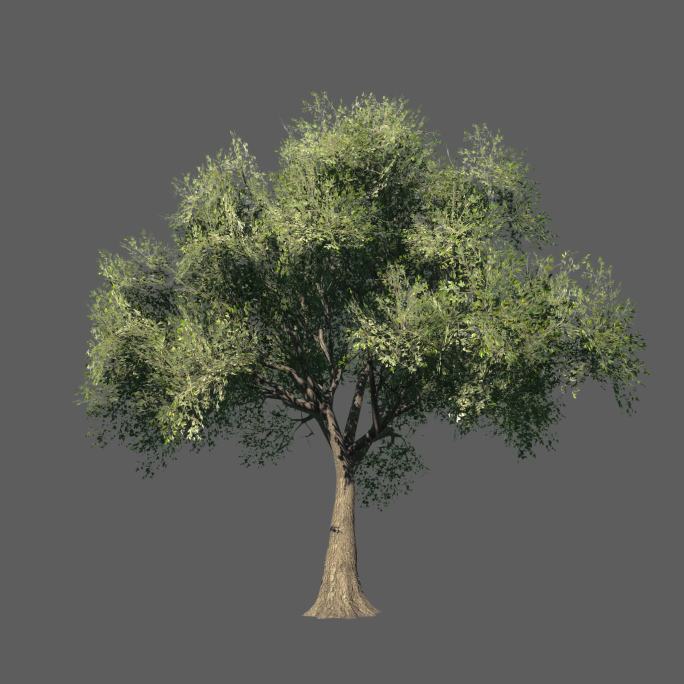 绿叶树——2K无损免扣动态素材